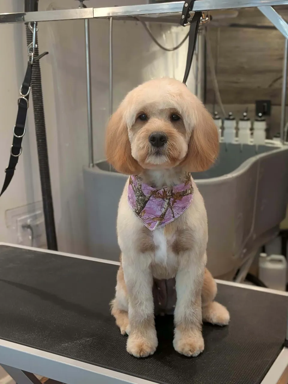 Jeune chien beige au pelage soyeux avec un bandana rose, sur la table de toilettage