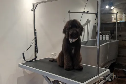 Jeune bouvier brun au pelage long, assis sur la table de toilettage