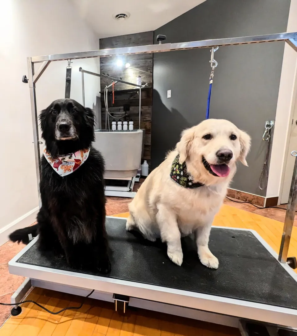 Deux chiens, un flat-coated retriever noir et un golden retriever, sur la table de toilettage